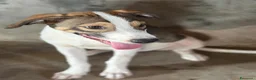 Meticcio cani in regalo: Leon e Byron 4mesi e 1/2 tg media SOS SIRACUSA - Annuncio 7