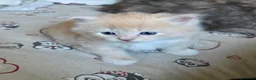 Siberiano gatti in vendita: Cuccioli - gattini Siberiani - Annuncio 6
