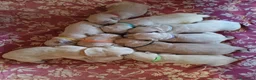 Golden Retriever cani in vendita: Cuccioli stupendi di golden retriever - Annuncio 3