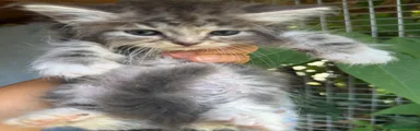 Siberiano 1