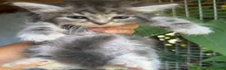 Siberiano gatti in vendita: CUCCIOLI SIBERIANO ALLEVAMENTO ANFI - Annuncio 5