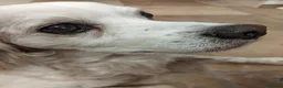 Breton cani in regalo: Otis - Bretone in adozione a Provincia di Rimini - Annuncio 6