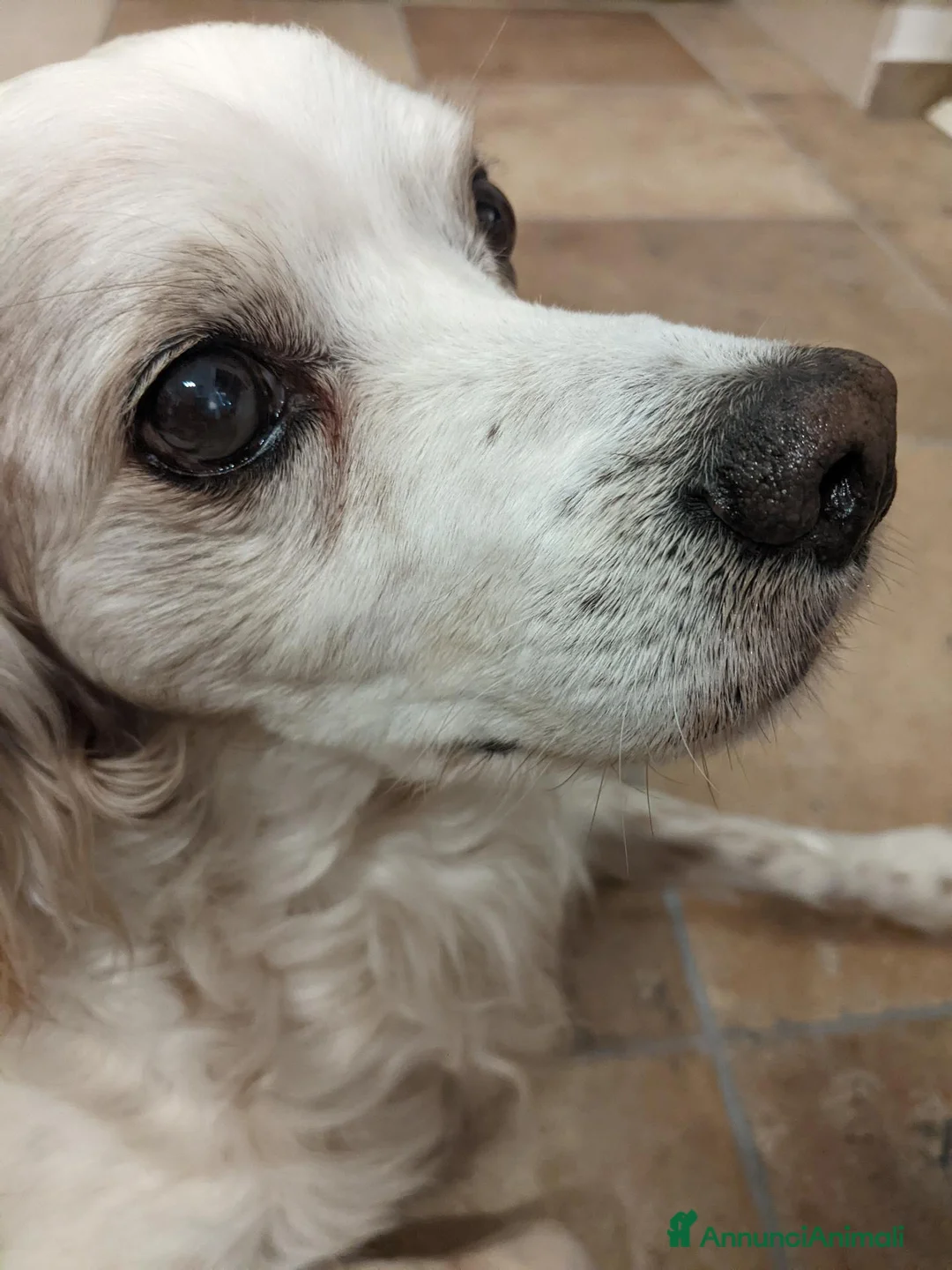 Breton cani in regalo: Otis - Bretone in adozione a Provincia di Rimini - Annuncio 6