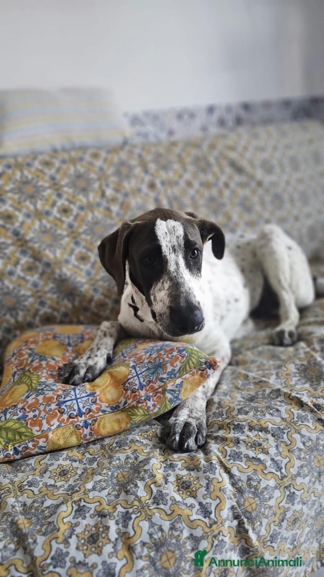 Meticcio cani NOAH  - Annuncio 7