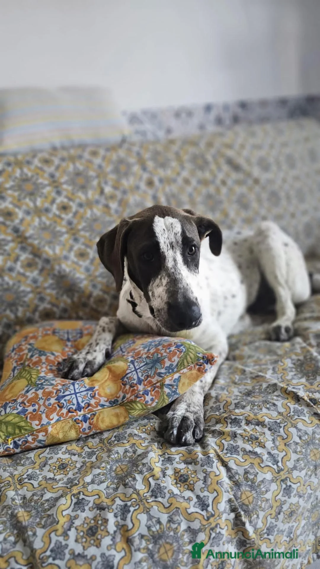 Meticcio cani in regalo: NOAH  - Annuncio 1