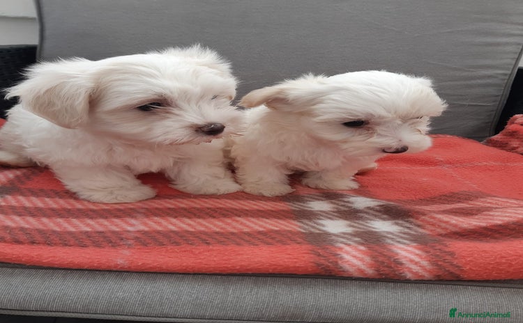 Maltese cani a Provincia di Padova - Annuncio 1