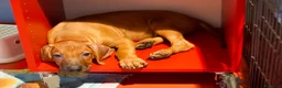 Rhodesian Ridgeback cani in vendita: Cuccioli Rhodesian Ridgeback con Pedigree ENCI - Annuncio 18