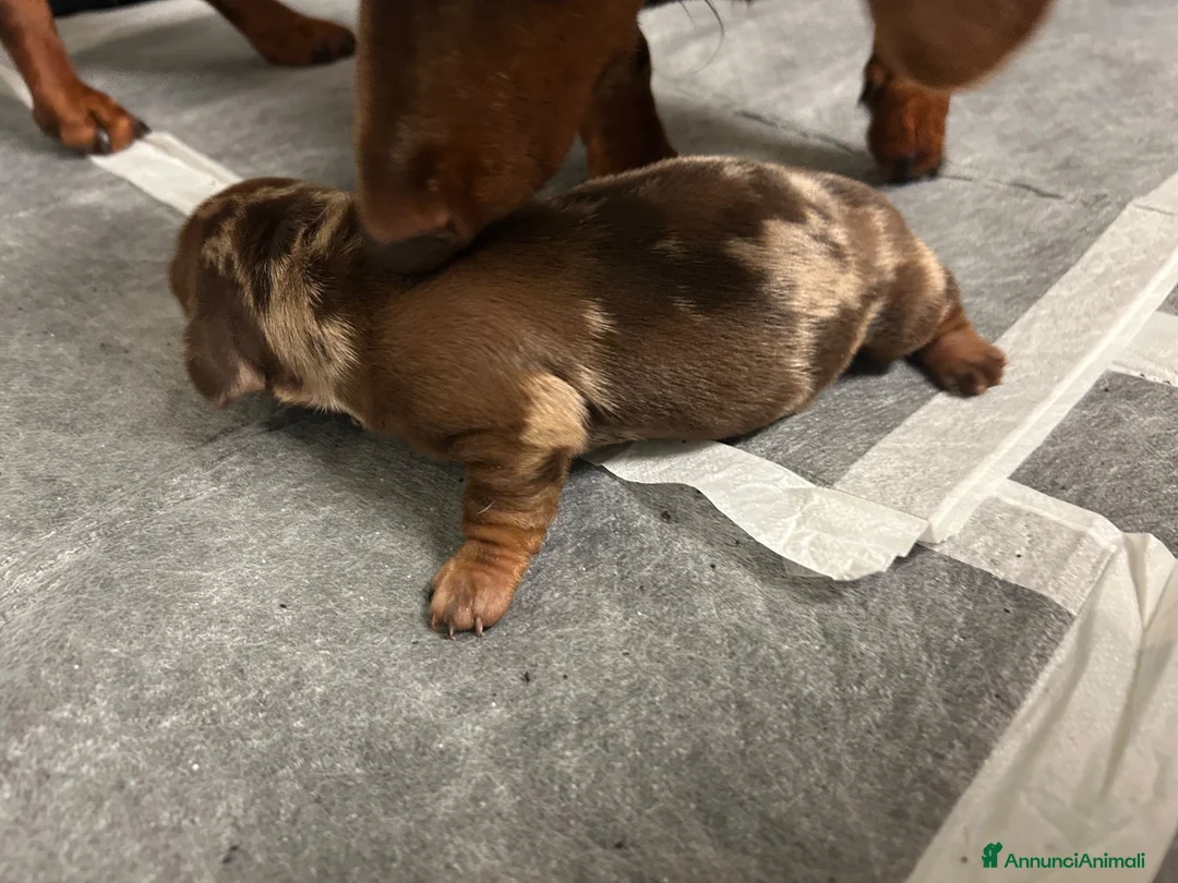 Bassotto cani in vendita: Cuccioli Bassotto Kaninchen P- Corto cioccolato Me - Annuncio 3