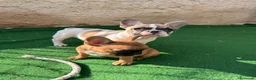 Bulldog Francese cani in vendita: Cucciola bulldog francese frmmina - Annuncio 7