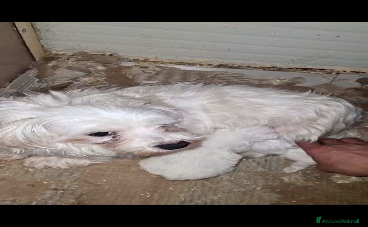 Maltese cani a Provincia di Forlì-Cesena - Annuncio 1