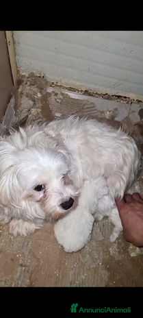 Maltese cani a Provincia di Forlì-Cesena - Annuncio 11
