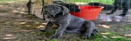 Cane Corso cani in vendita: Cuccioli di Cane Corso pronti per la consegna - Annuncio 7
