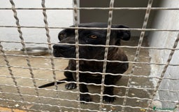 Cane Corso cani in regalo: Corso giovane depressa in 1pessimo canile del sud a Città metropolitana di Milano - Immagine 4