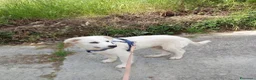 Pastore Maremmano cani in regalo: Dolcissimo cucciolo 5 mesi abbandonato da tutti  - Annuncio 5
