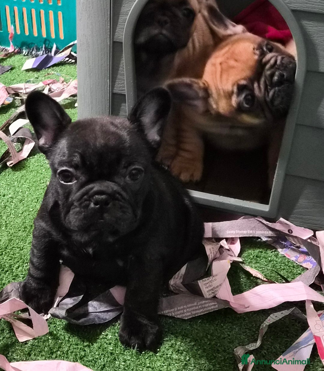 Bulldog Francese cani in vendita: Cucciola bouledogue francese  - Annuncio 1