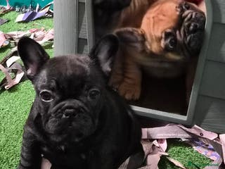 Bulldog Francese cani Cucciola bouledogue francese - Annuncio 12