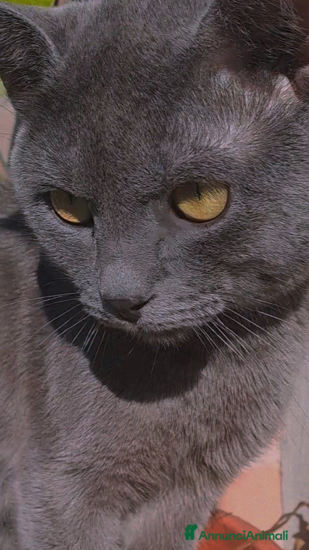 Certosino gatti in vendita: GATTINI CERTOSINI - Annuncio 7