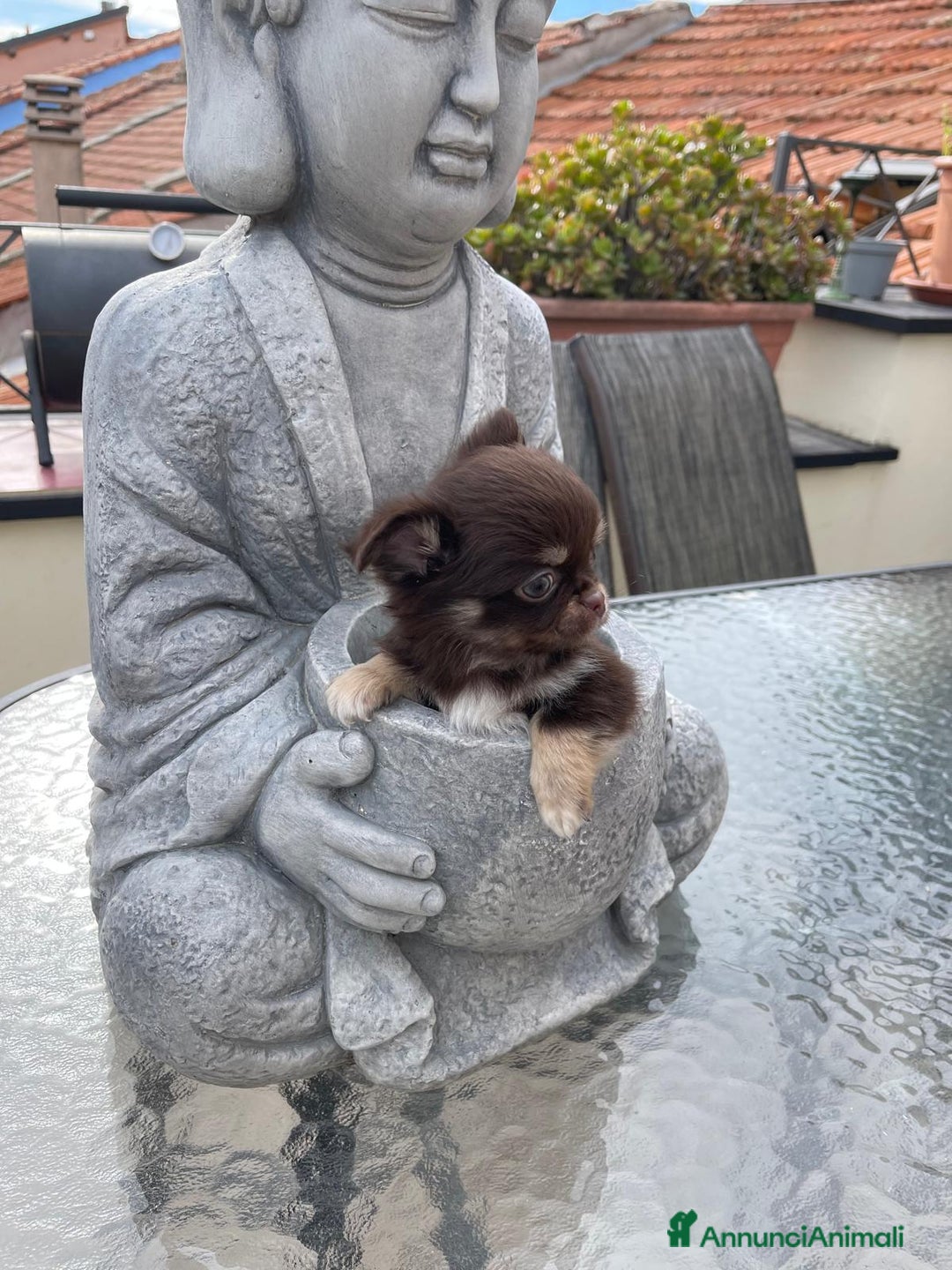 Chihuahua cani in vendita: Chihuahua chocolate Pedigree ENCI - Annuncio 5