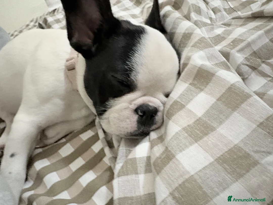 Bulldog Francese cani in vendita: Luna bulldog francese  a Provincia di Parma - Annuncio 2