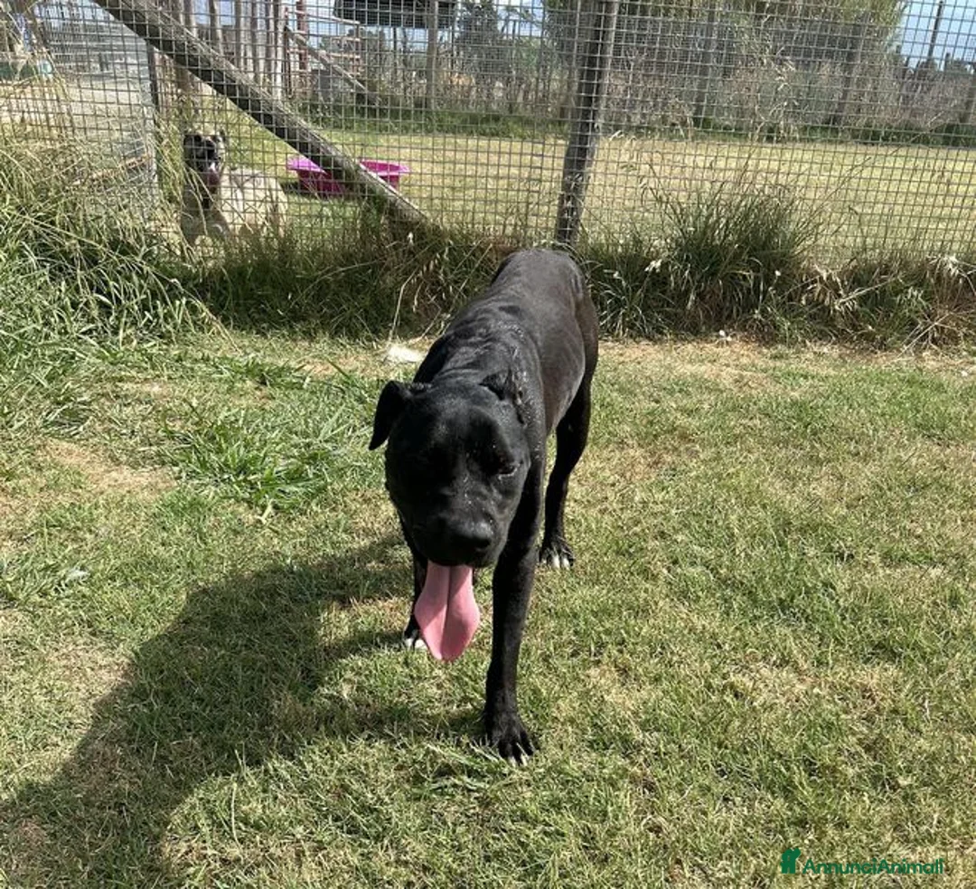 Labrador cani in regalo: The king- cane nero mix labrador molosetto  - Annuncio 3