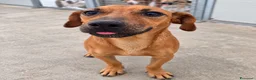 Meticcio cani in regalo: Pippo e Tara taglie piccole cercano casa - Annuncio 3