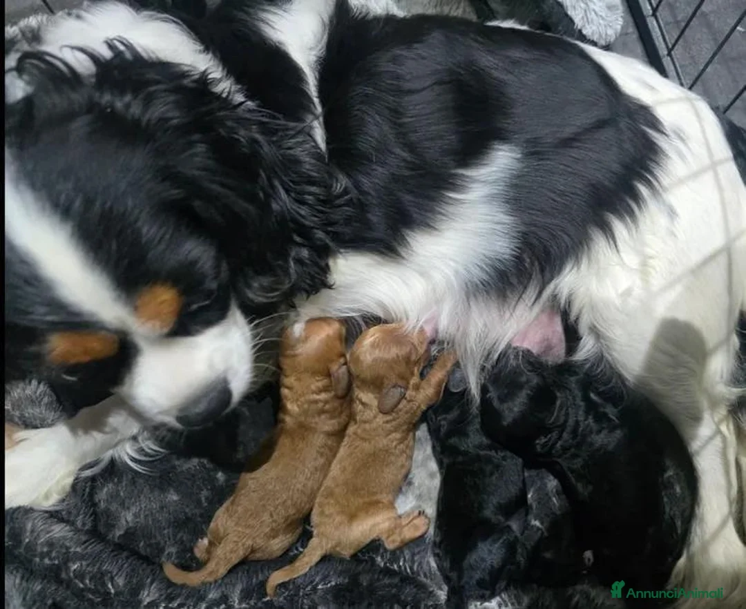 Cavapoo cani in vendita: Cuccioli di F1 Cavapoo a Città metropolitana di Roma Capitale - Annuncio 14
