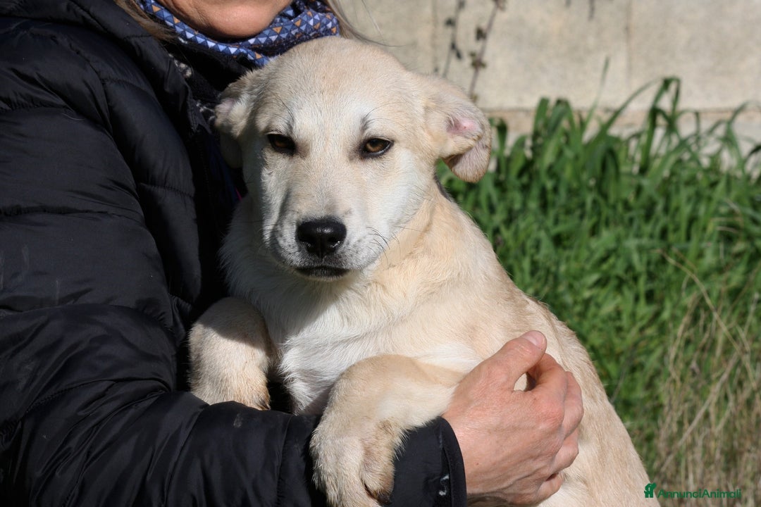 Meticcio cani in regalo: Ettore mix akita in adozione  - Annuncio 3