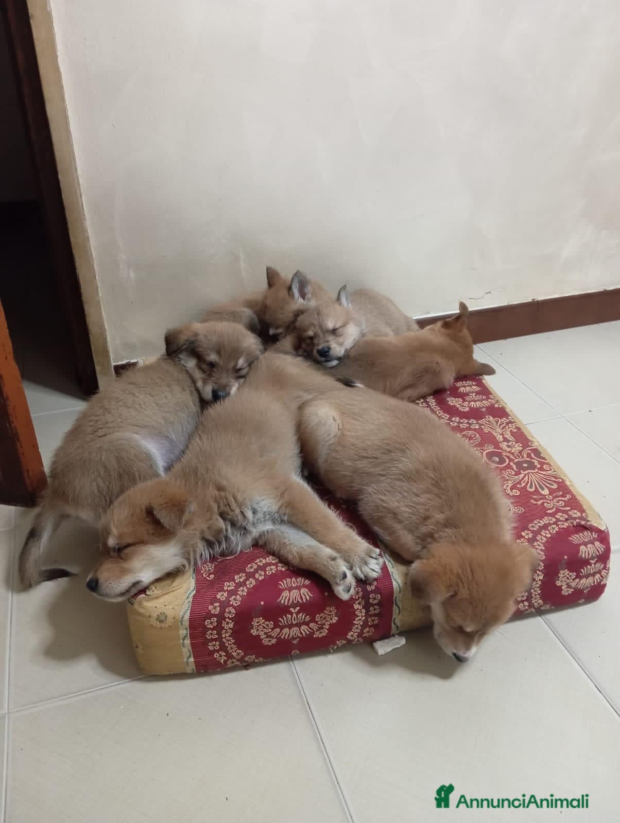 Meticcio cani Mimì e cuccioli  - Annuncio 2