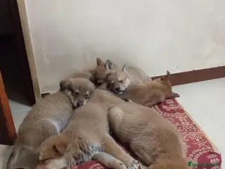 Meticcio cani Mimì e cuccioli - Annuncio 2