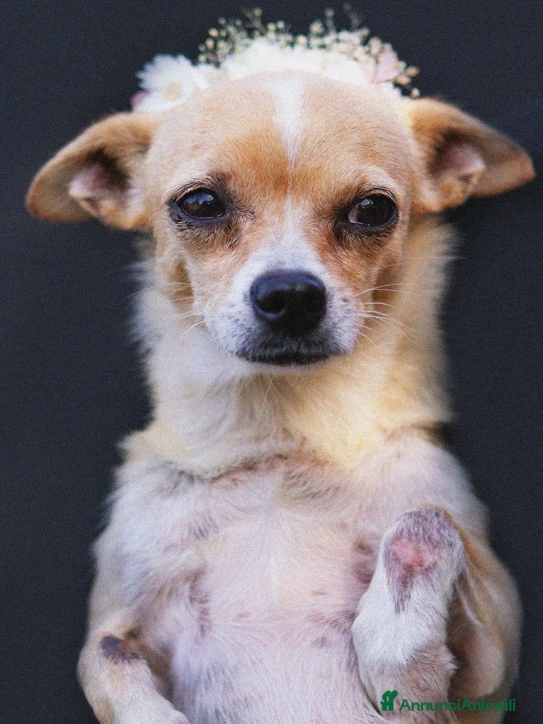 Chihuahua cani in regalo: Adotta Tequila - Annuncio 3