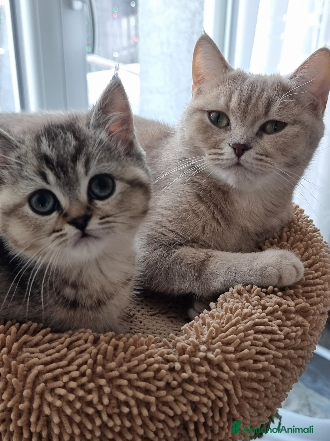 Scottish gatti in vendita: Scottish Straight  - Annuncio 3