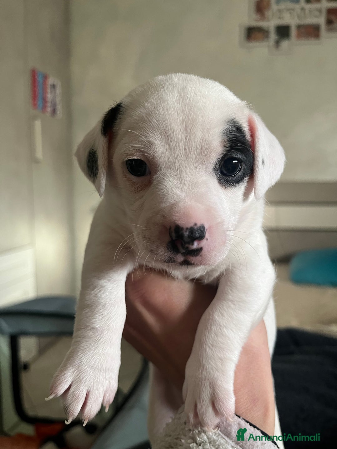 Jack Russell cani in vendita: Cucciole femmine - Annuncio 3