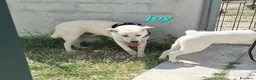 Meticcio cani in regalo: Joy stupendo cucciolo in attesa di una famiglia - Annuncio 6