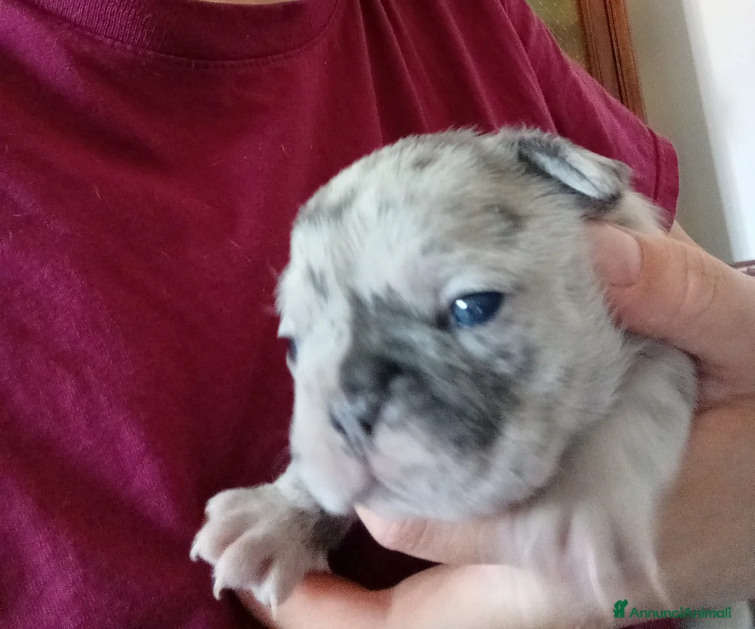 Bulldog Francese cani in vendita: Cuccioli bulldog francese - Annuncio 2