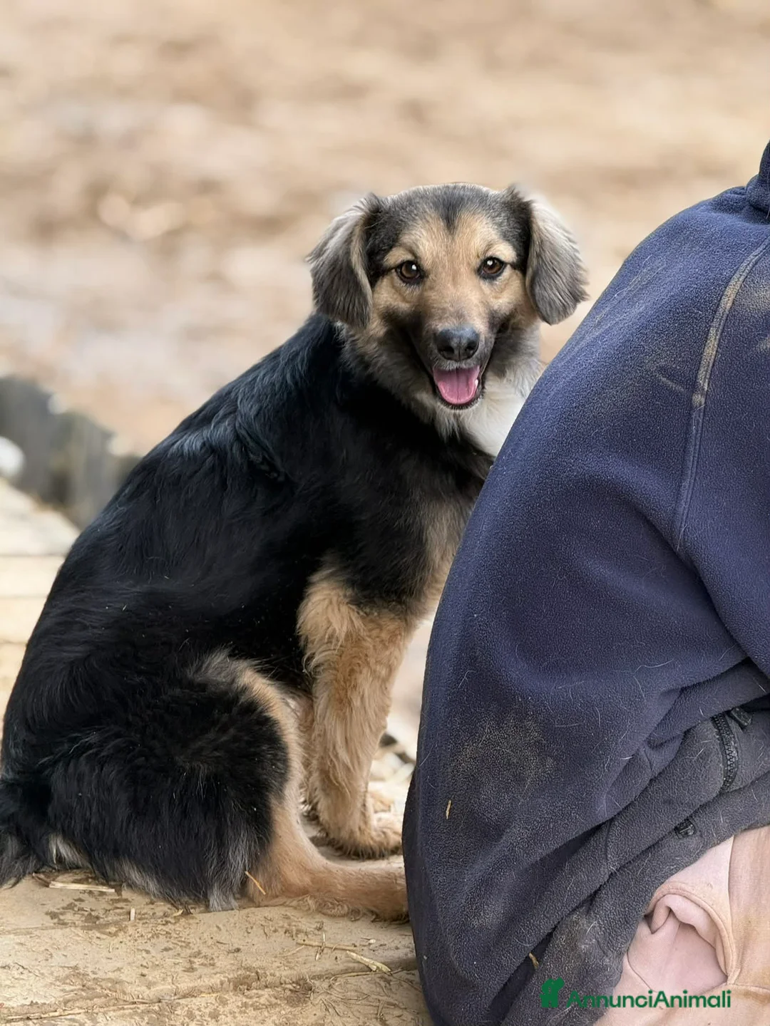 Meticcio cani in regalo: LELA, dolcissima ma tanto sfortunata!  - Annuncio 2