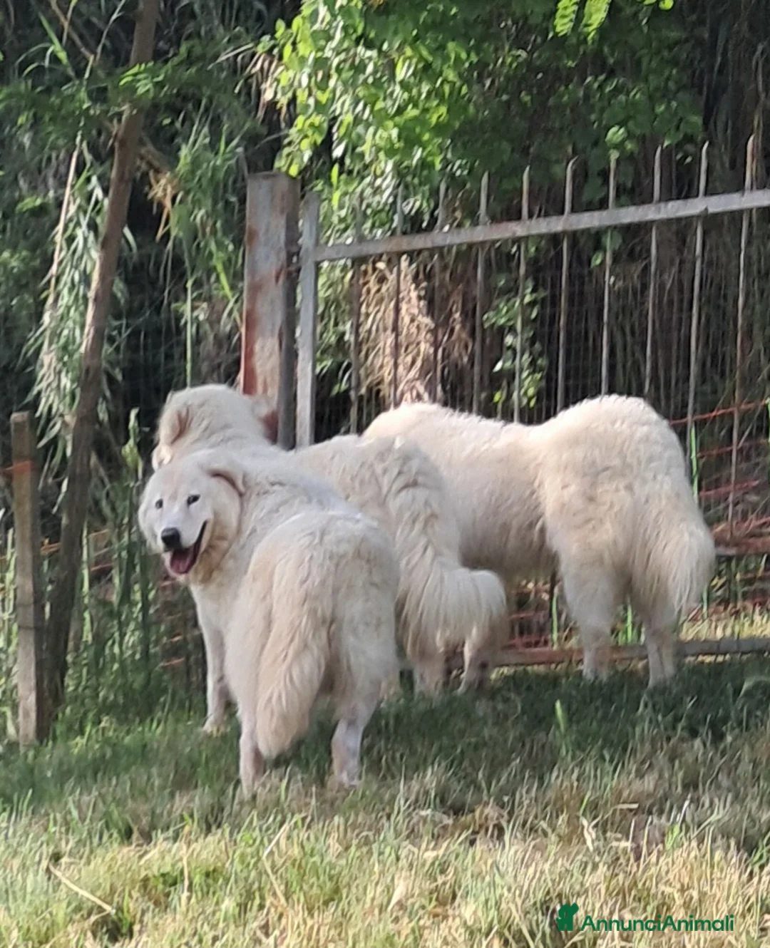 Pastore Maremmano cani in vendita: spettacolari cuccioli di Pastore marem. Abruzzese  - Annuncio 12