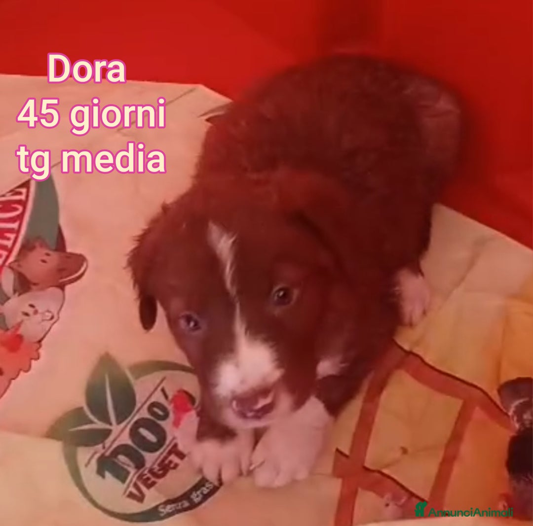 Meticcio cani in regalo: CUCCIOLI BISOGNOSI IN CERCA D'AMORE  - Annuncio 7