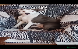 Pitbull cani in vendita: American Pitbul terrier UKC a Provincia di Rieti - Immagine 1