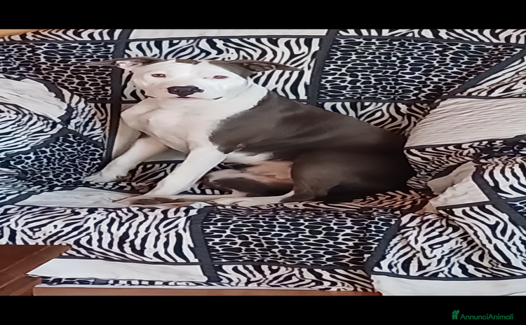 Pitbull cani a Provincia di Rieti - Annuncio 2