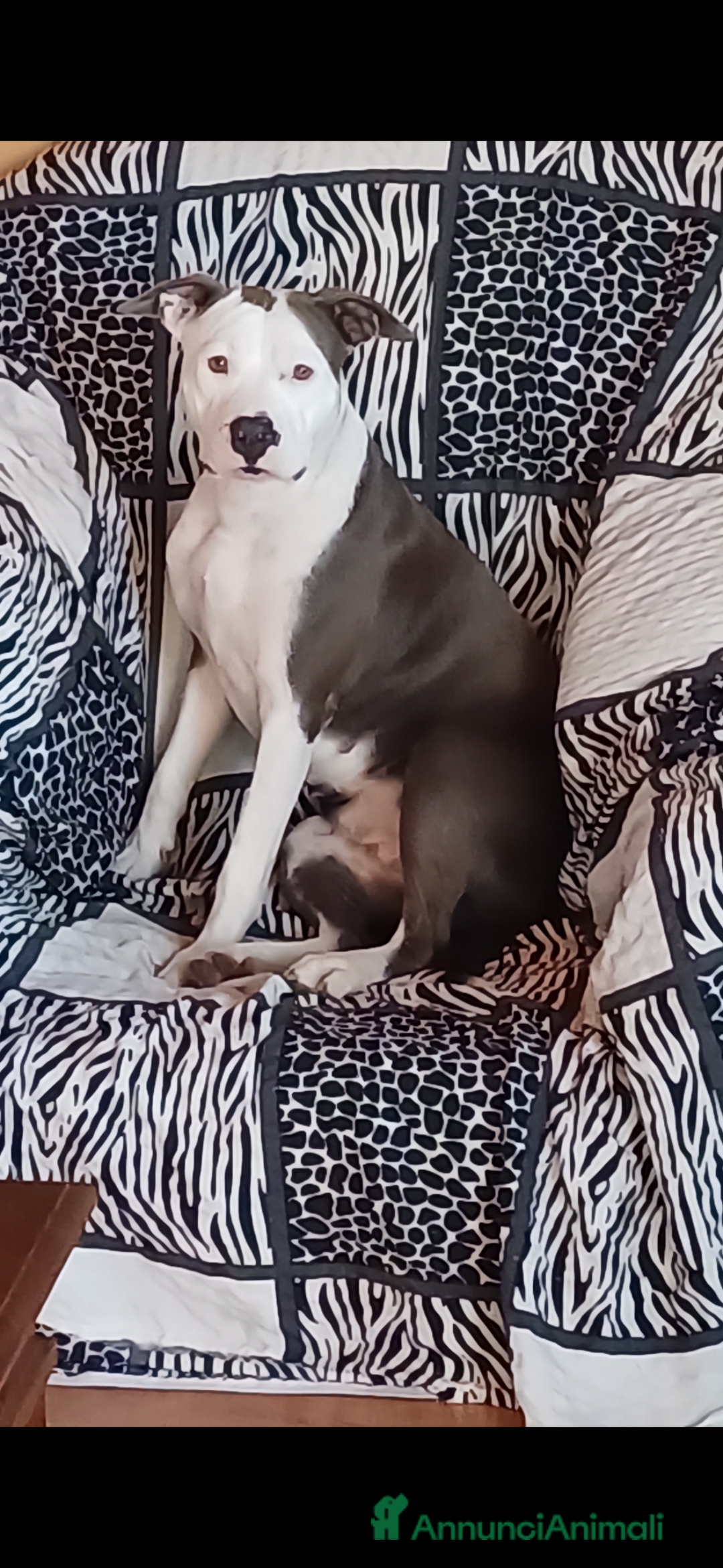Pitbull cani in vendita: American Pitbul terrier UKC a Provincia di Rieti - Immagine 1