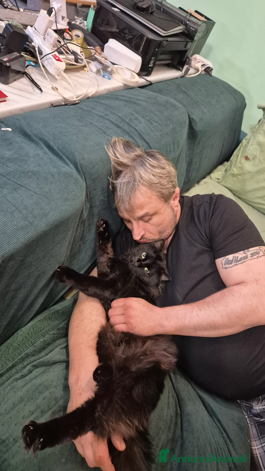 Maine Coon gatti per accoppiamento: Roki24 - Annuncio 3