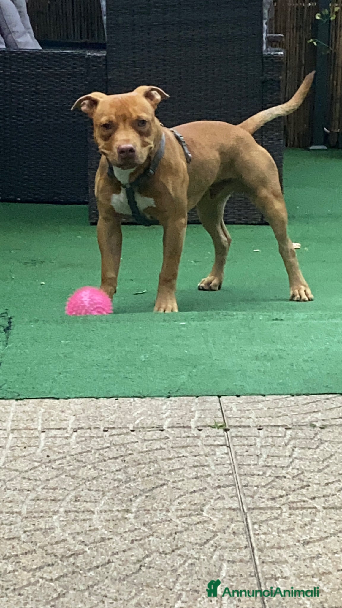 Pitbull cani Cucciolo di American Pitbull UKC  - Annuncio 1