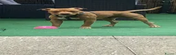 Pitbull cani in regalo: Cucciolo di American Pitbull UKC  - Annuncio 1