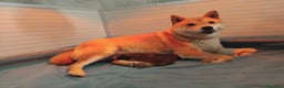 Shiba Inu cani in vendita: SHIBA INU CUCCIOLI  - Annuncio 17