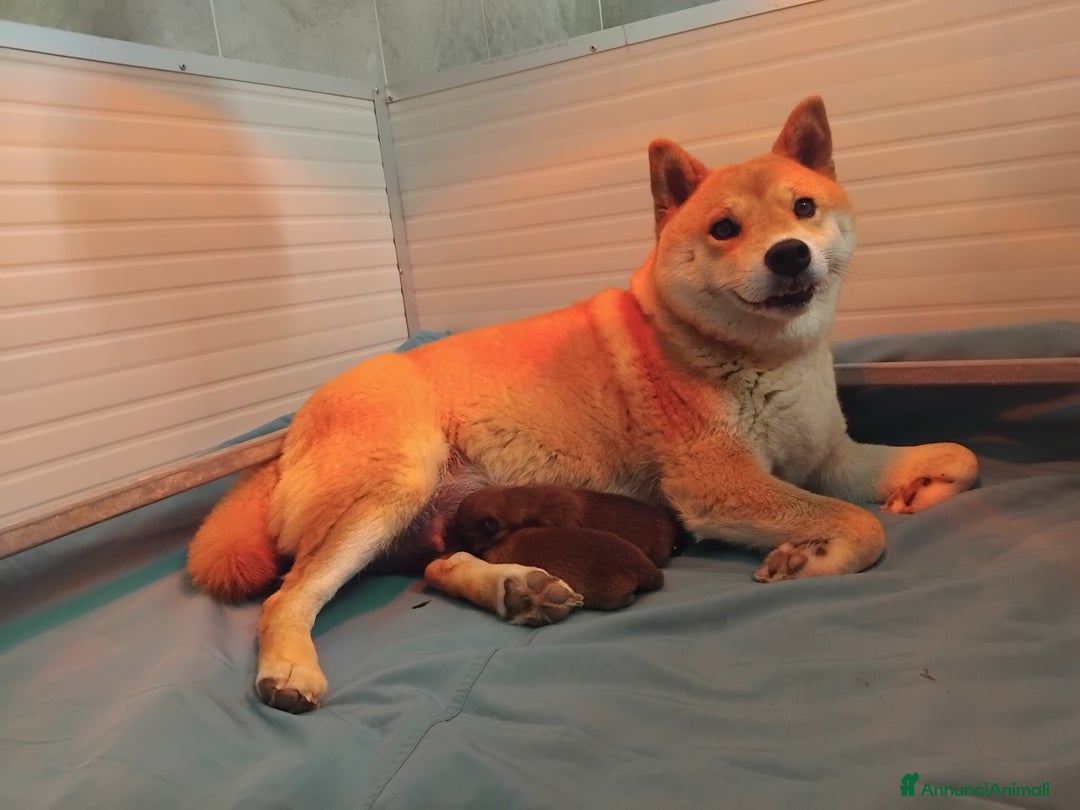 Shiba Inu cani in vendita: SHIBA INU CUCCIOLI  - Annuncio 17