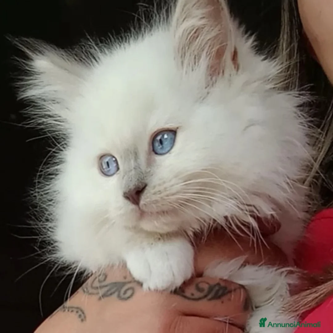 Immagine della galleria {{count}}