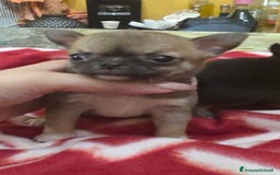 Chihuahua cani in vendita: Cuccioli di chihuahua  a Provincia di Frosinone - Immagine 2
