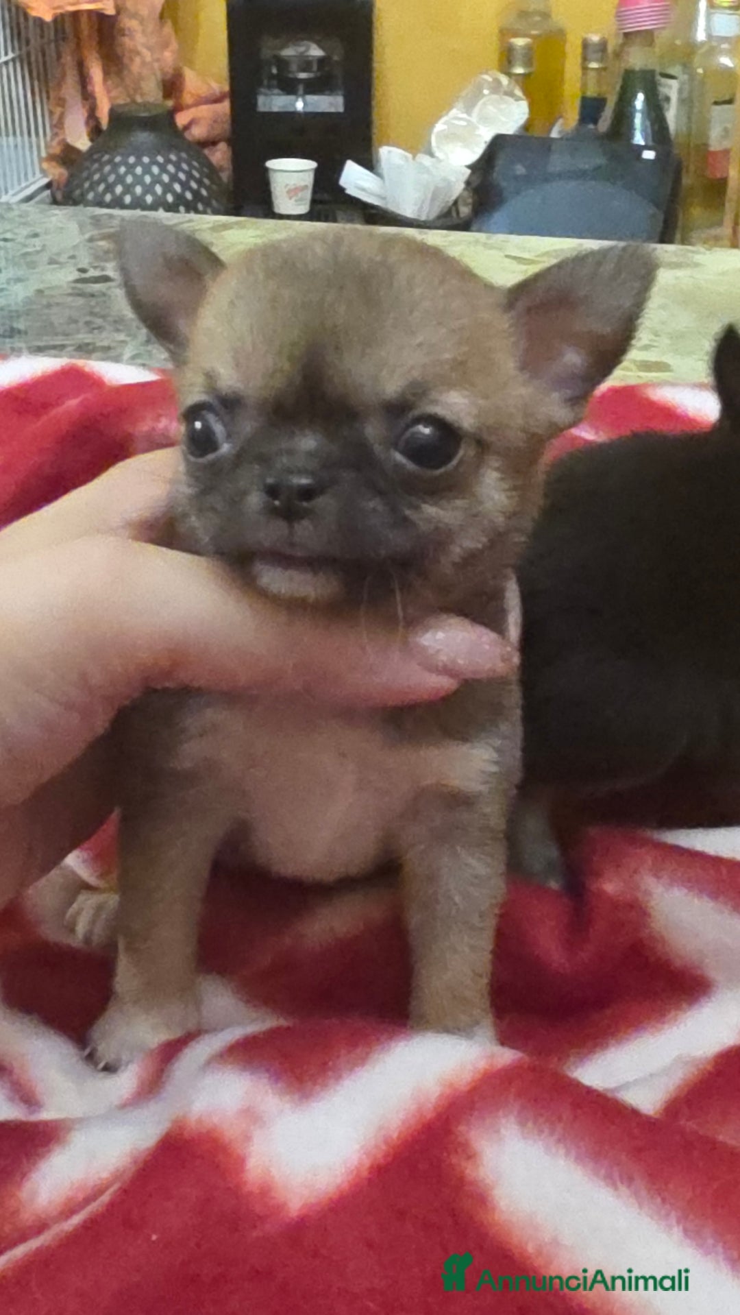 Chihuahua cani in vendita: Cuccioli di chihuahua  a Provincia di Frosinone - Immagine 2