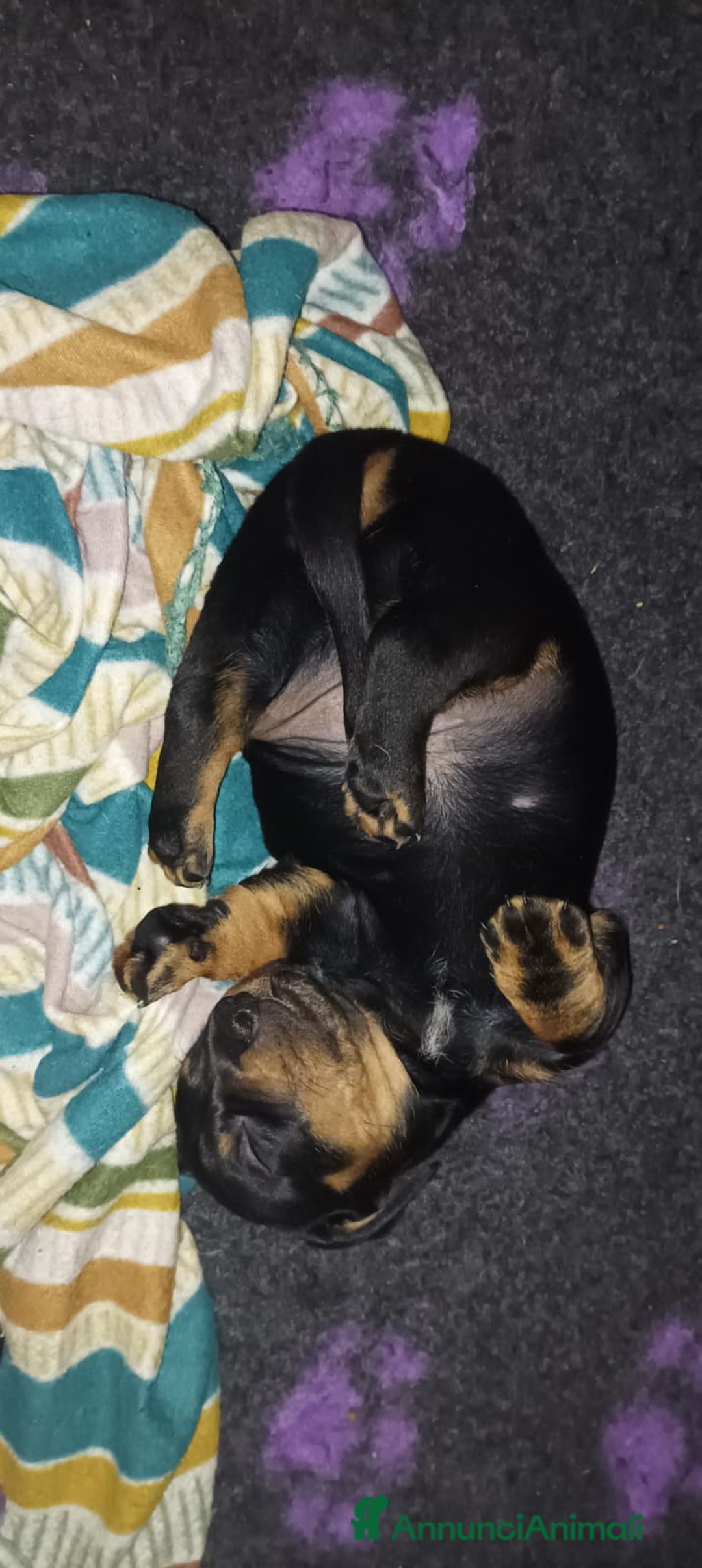 Bassotto cani in vendita: Bassotto tedesco standard maschio nero focato  - Annuncio 2