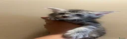 Maine Coon gatti in vendita: Cuccioli Maine coon - Annuncio 1